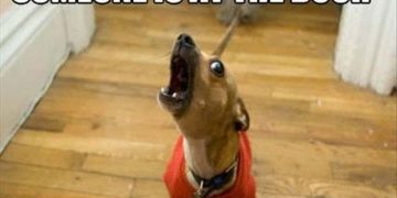 Small dog barking at door, hilariously captioned about singing.