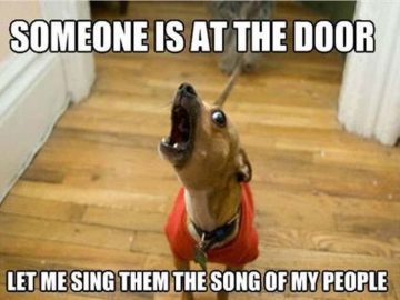 Small dog barking at door, hilariously captioned about singing.