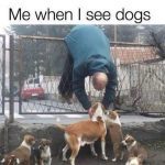 Person reaching over fence to pet dogs with adorable puppies below.