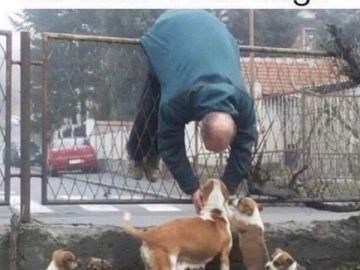 Person reaching over fence to pet dogs with adorable puppies below.