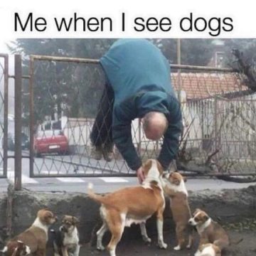 Person reaching over fence to pet dogs with adorable puppies below.