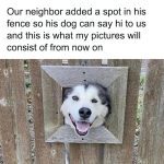 Dog poking head through fence cutout looking adorable and happy.