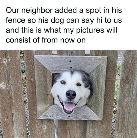 Dog poking head through fence cutout looking adorable and happy.