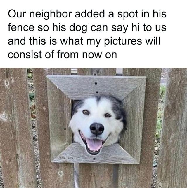 Dog poking head through fence cutout looking adorable and happy.