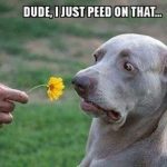 Surprised dog looking at a flower with "I just peed on that" text.