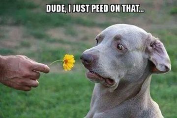 Surprised dog looking at a flower with "I just peed on that" text.