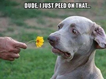 Surprised dog looking at a flower with "I just peed on that" text.