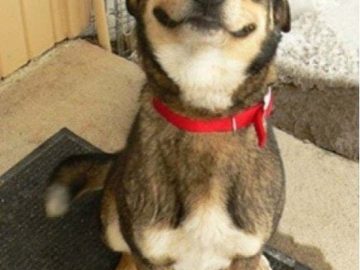 Smiling dog makes gagging noise to warn before puking.