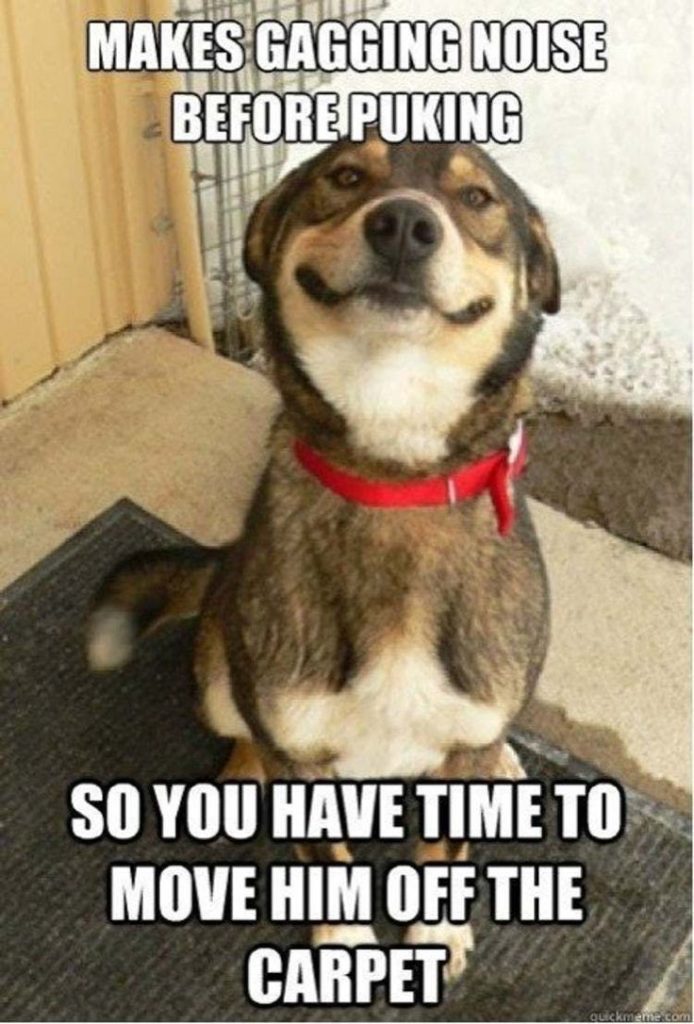 Smiling dog makes gagging noise to warn before puking