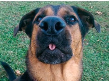 Dog sticking out tongue during a pretend job interview.