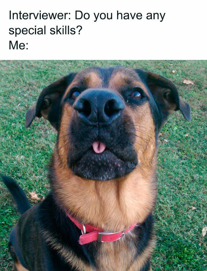 Dog sticking out tongue during a pretend job interview.