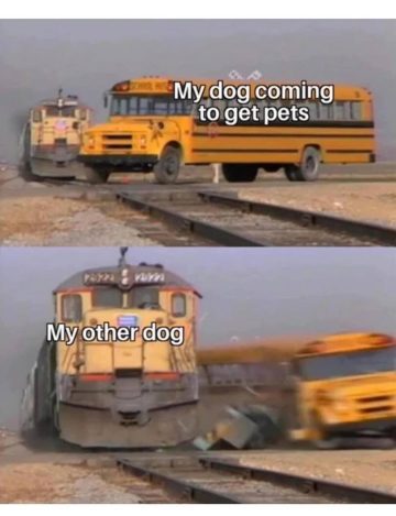 Dog eagerly seeking pets gets hilariously intercepted by another dog.