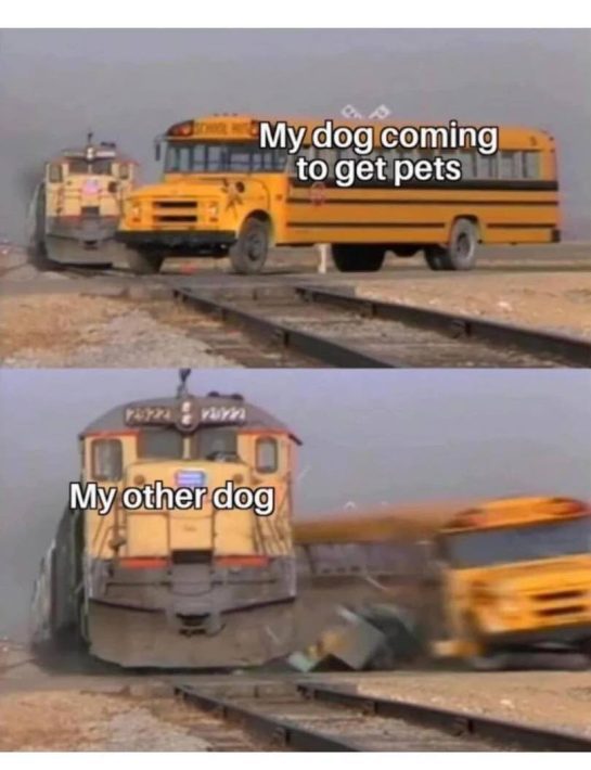 Dog eagerly seeking pets gets hilariously intercepted by another dog.