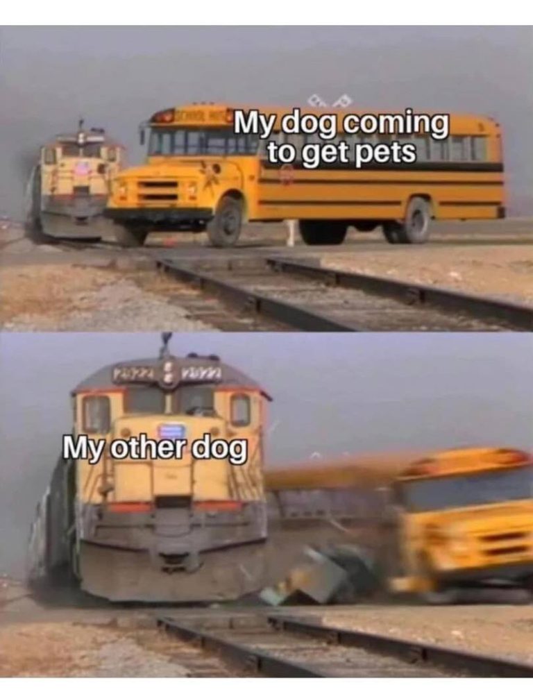 Dog eagerly seeking pets gets hilariously intercepted by another dog.