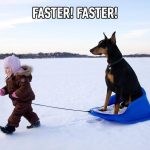 Child pulling a Doberman on a sled across snowy landscape