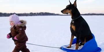 Child pulling a Doberman on a sled across snowy landscape