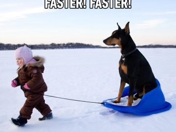 Child pulling a Doberman on a sled across snowy landscape