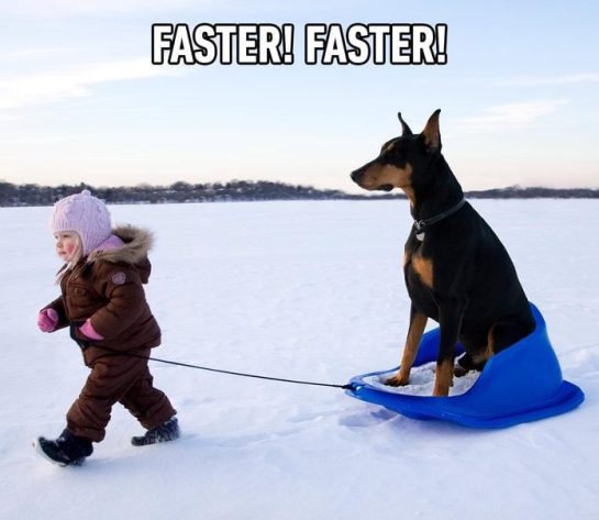 Child pulling a Doberman on a sled across snowy landscape