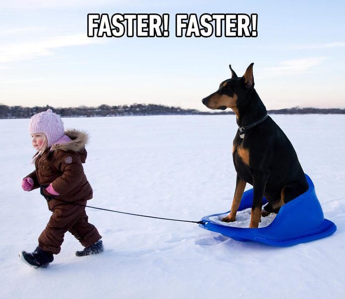 Child pulling a Doberman on a sled across snowy landscape