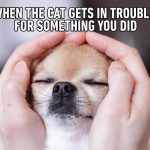 Small dog smirking as it gets the cat in trouble.