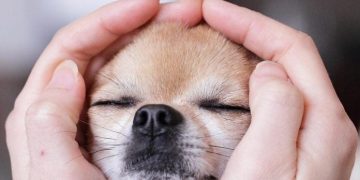 Small dog smirking as it gets the cat in trouble.