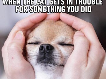 Small dog smirking as it gets the cat in trouble.