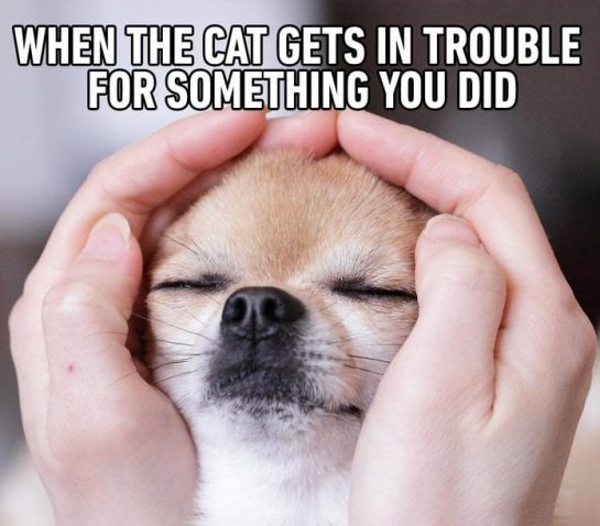 Small dog smirking as it gets the cat in trouble.