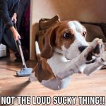 Beagle jumps away from vacuum in fear.