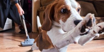 Beagle jumps away from vacuum in fear.