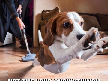 Beagle jumps away from vacuum in fear.