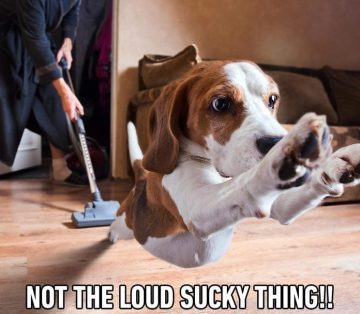 Beagle jumps away from vacuum in fear.