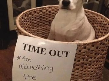Cute dog in a basket on time out for attacking vacuum cleaner.