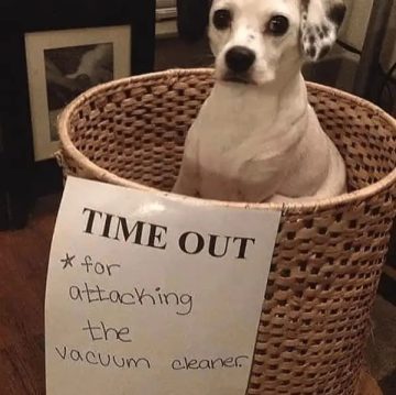 Cute dog in a basket on time out for attacking vacuum cleaner.
