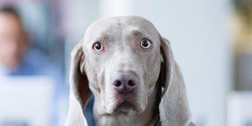 Surprised dog's reaction to vet visit with humorous text overlay.