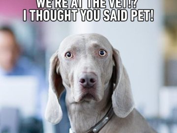 Surprised dog's reaction to vet visit with humorous text overlay.