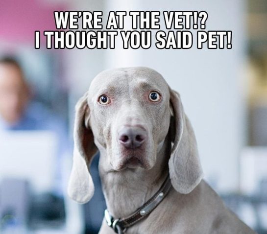 Surprised dog's reaction to vet visit with humorous text overlay.