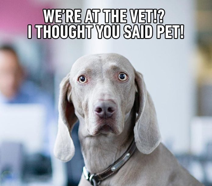 Surprised dog's reaction to vet visit with humorous text overlay.