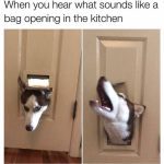 Husky squeezing through dog door in search of snacks.