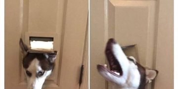 Husky squeezing through dog door in search of snacks.