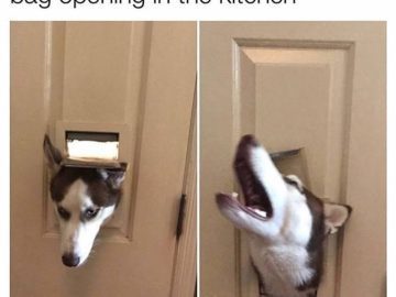 Husky squeezing through dog door in search of snacks.