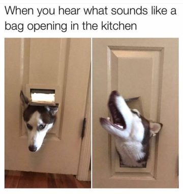 Husky squeezing through dog door in search of snacks.