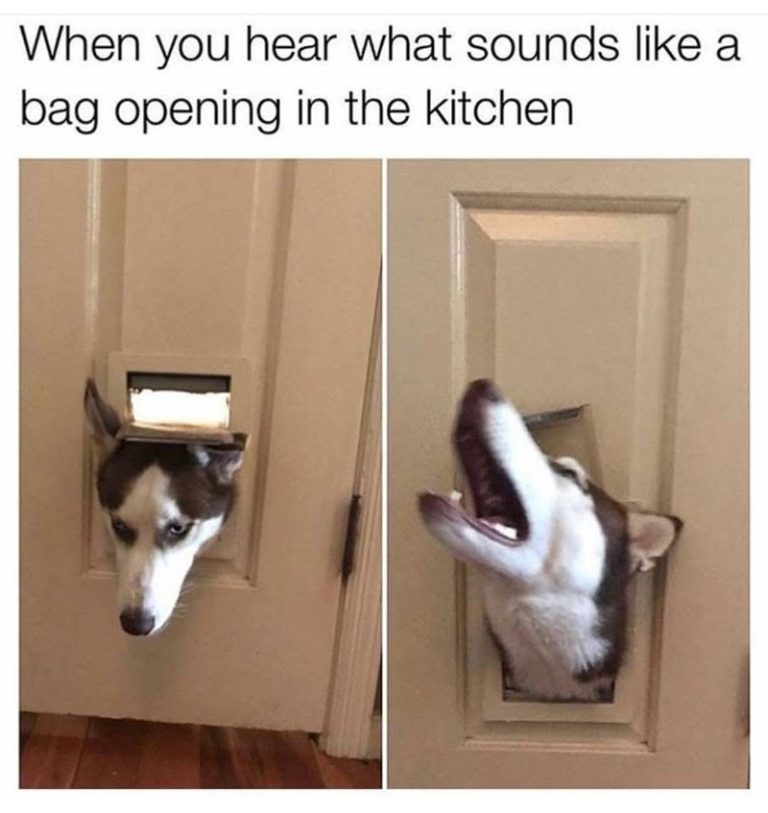 Husky squeezing through dog door in search of snacks.