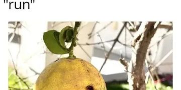 A creepy lemon on a tree with text saying "when life gives you lemon, run."