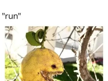 A creepy lemon on a tree with text saying "when life gives you lemon, run."