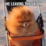 Fluffy Pomeranian in stroller with caption "Me leaving the salon."