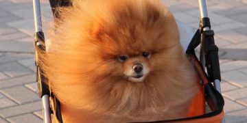 Fluffy Pomeranian in stroller with caption "Me leaving the salon."