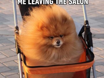 Fluffy Pomeranian in stroller with caption "Me leaving the salon."