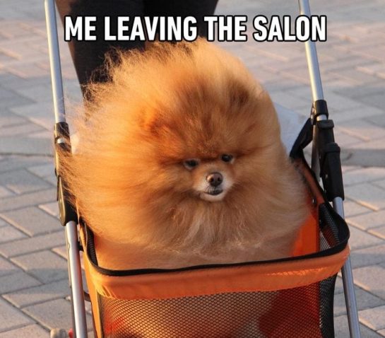 Fluffy Pomeranian in stroller with caption "Me leaving the salon."