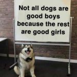 Dog standing by a whiteboard with text about good boys and good girls.