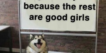 Dog standing by a whiteboard with text about good boys and good girls.